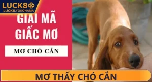 Mơ Chó Cắn Đánh Số Gì? Giải Mã Toàn Tập